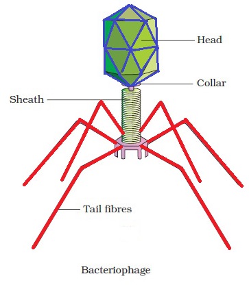 Dna Drawing Labeled | Free download on ClipArtMag