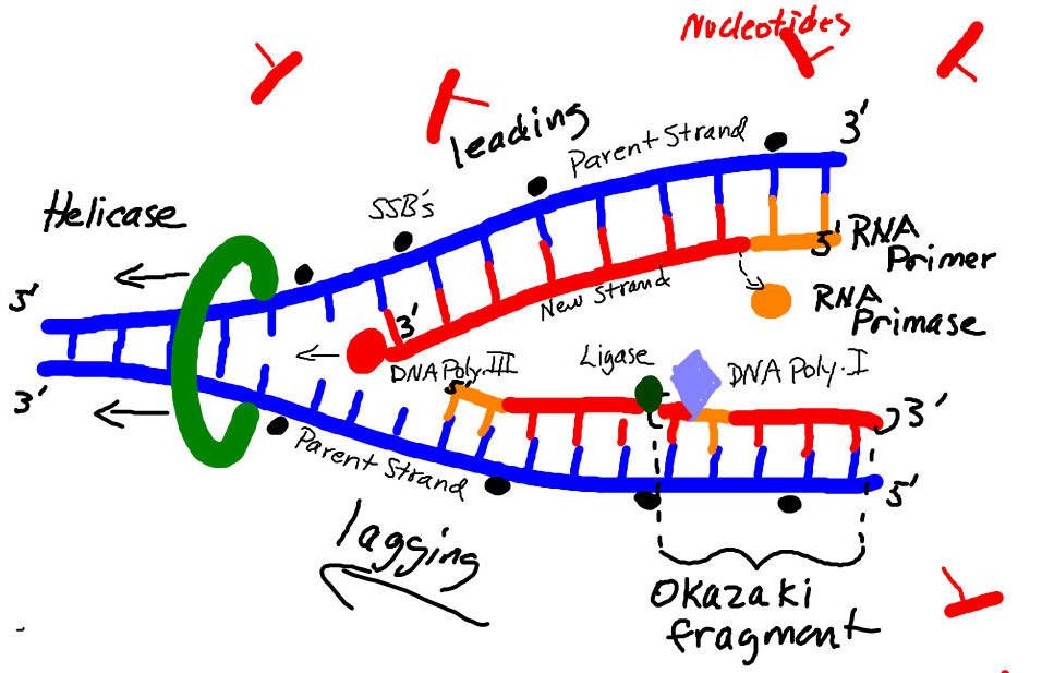 [DIAGRAM] Dna Replication Diagram Labeled