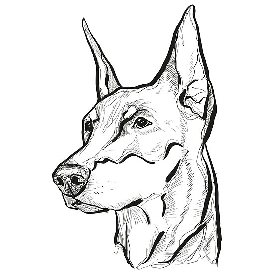Doberman Face Coloring Pages Coloring Pages