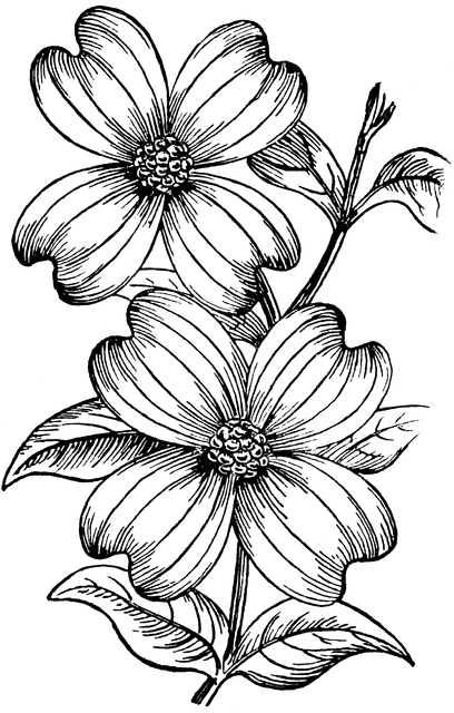 dogwood-drawing-free-download-on-clipartmag