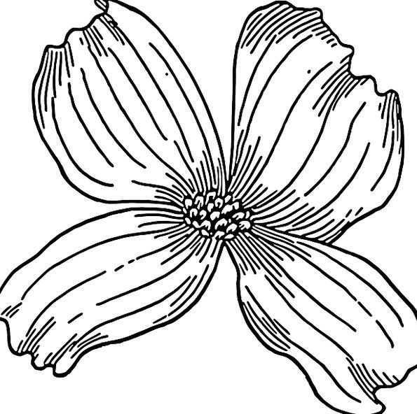 Dogwood Line Drawing | Free download on ClipArtMag