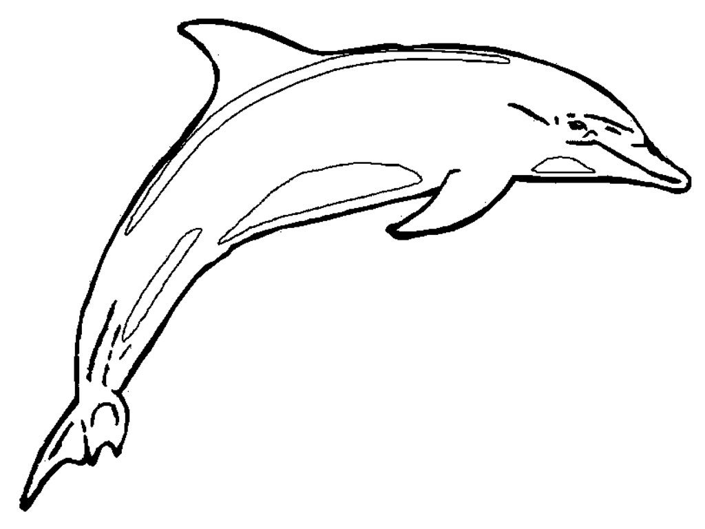 Dolphin Drawing Free download on ClipArtMag