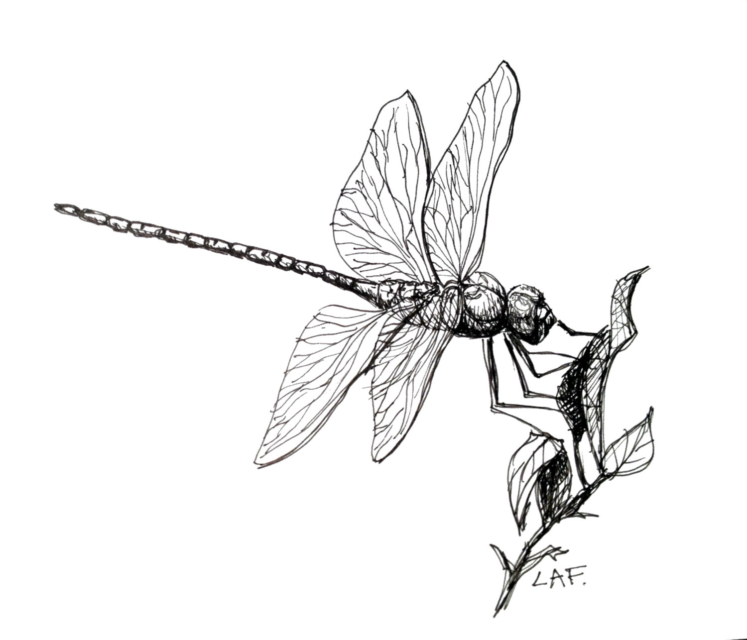 Dragonfly drawing easy