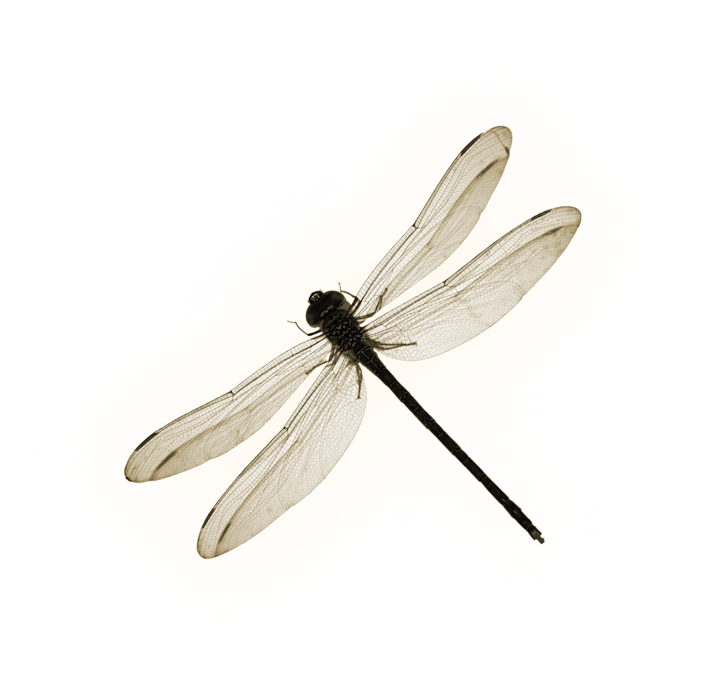 Dragonfly Scientific Drawing Free download on ClipArtMag
