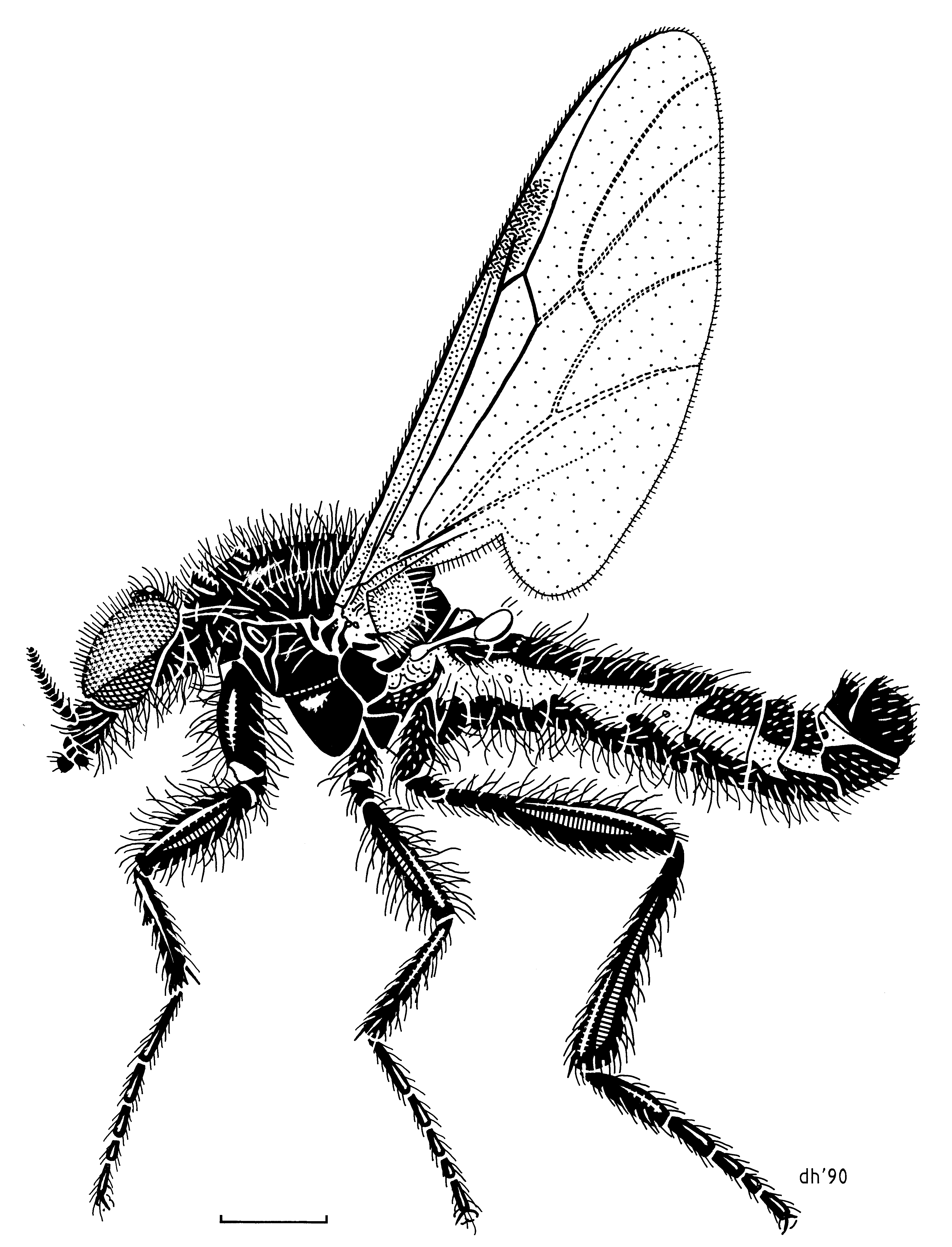 Dragonfly Scientific Drawing Free download on ClipArtMag