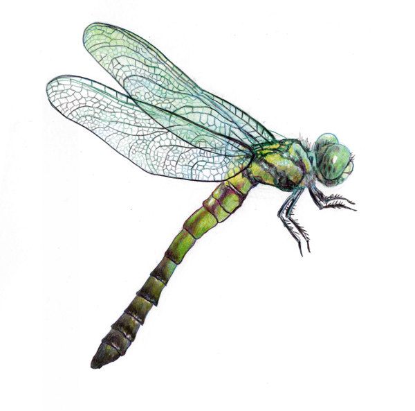 Dragonfly Scientific Drawing Free download on ClipArtMag
