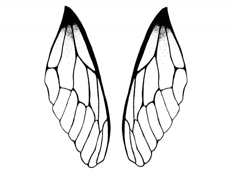 Dragonfly Wings Drawing Free download on ClipArtMag
