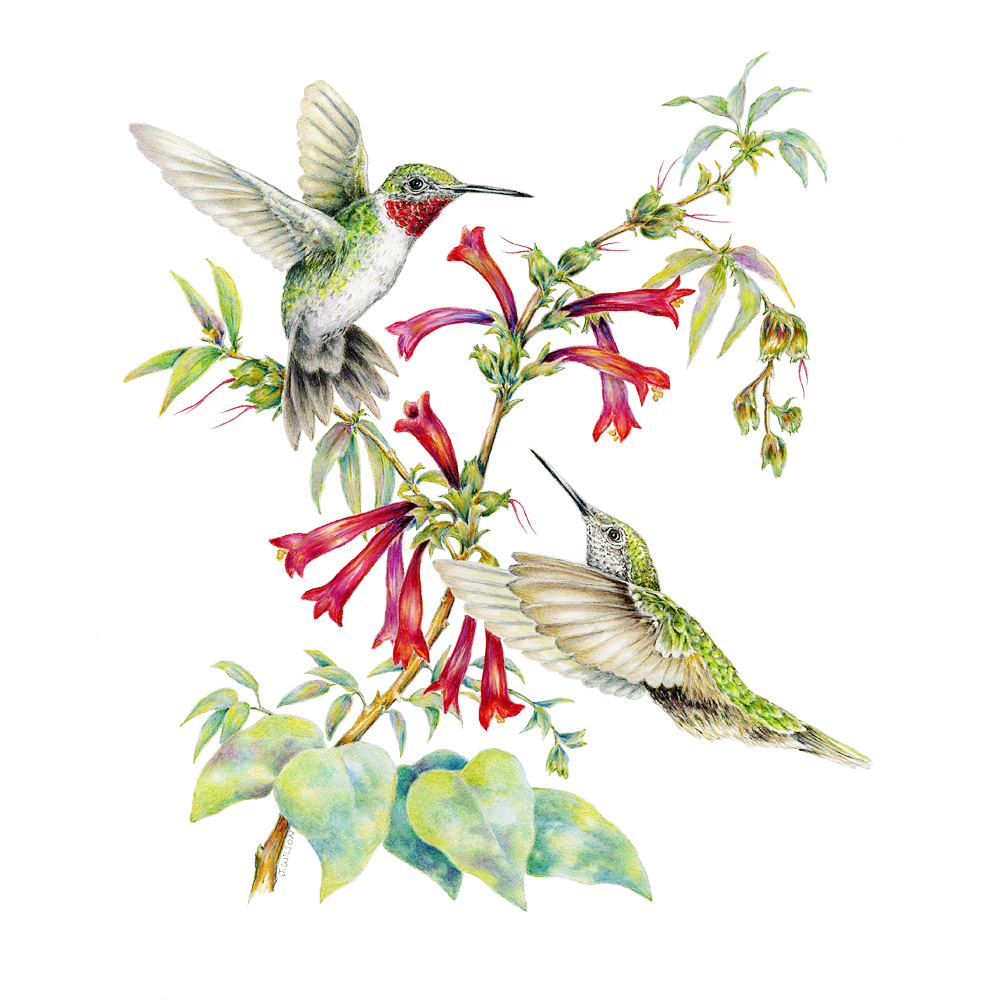 Drawings Of Hummingbirds And Flowers Free download on ClipArtMag