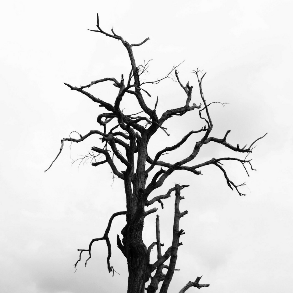Dying Tree Drawing Free download on ClipArtMag
