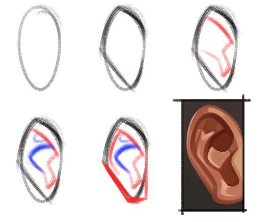 Ear Drawing Reference | Free download on ClipArtMag