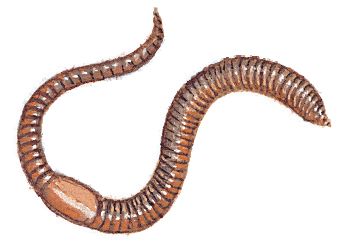 Earthworm Drawing | Free download on ClipArtMag