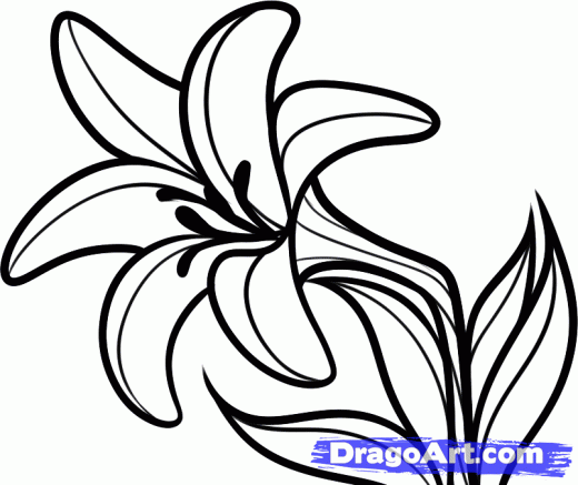 Featured image of post How To Draw An Easter Lily - How to draw an easter lily, step by step, drawing guide, by dawn for those of you that don&#039;t know or realize, i submitted a tutorial on a stargazer lily that was.