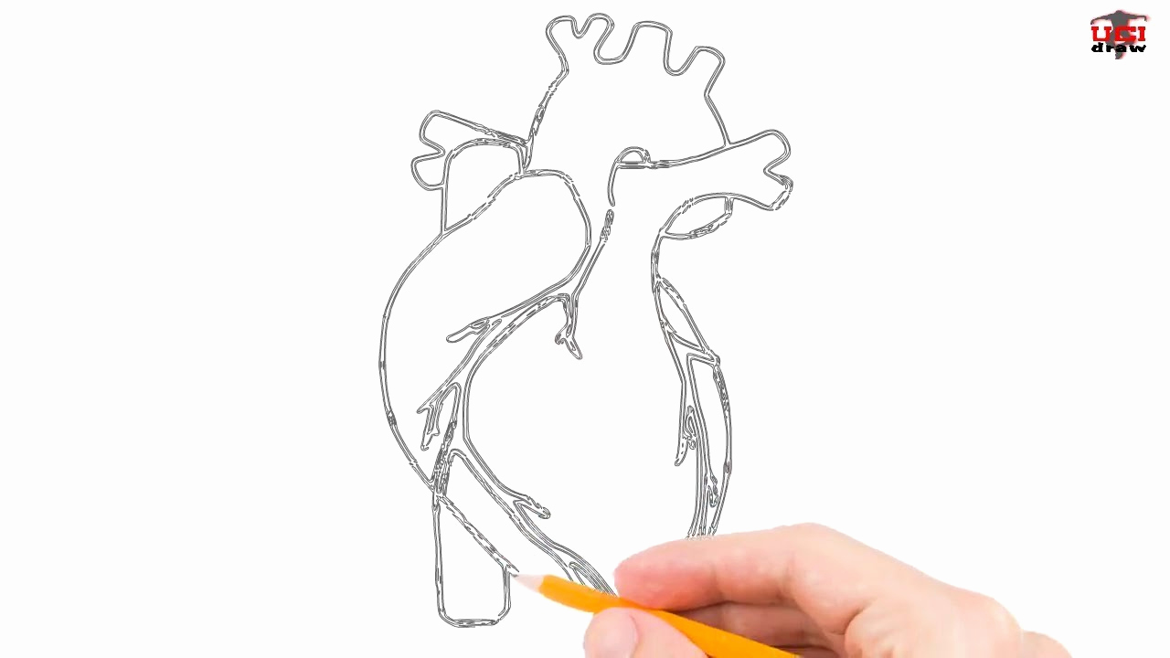 Easy Human Heart Drawing | Free download on ClipArtMag