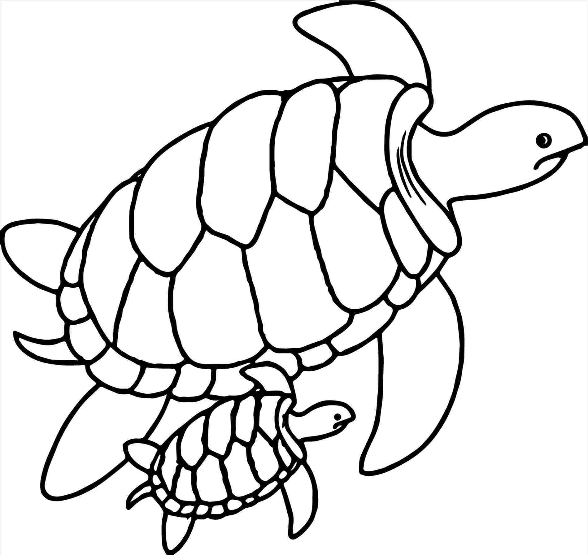 Easy Sea Turtle Drawing Free download on ClipArtMag