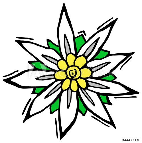 Edelweiss Drawing | Free download on ClipArtMag