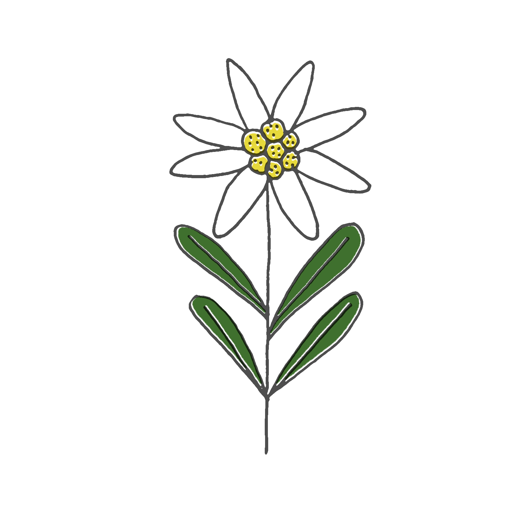 Edelweiss Drawing | Free download on ClipArtMag