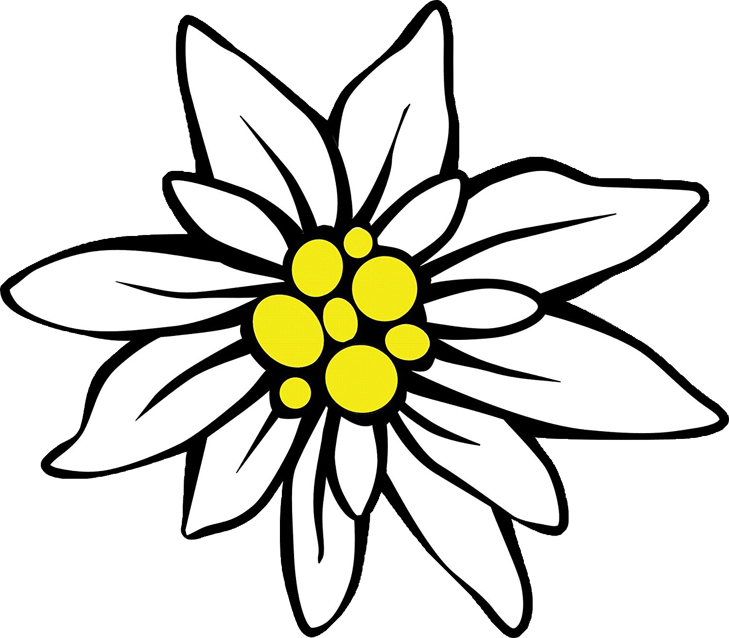 Edelweiss Drawing Free download on ClipArtMag