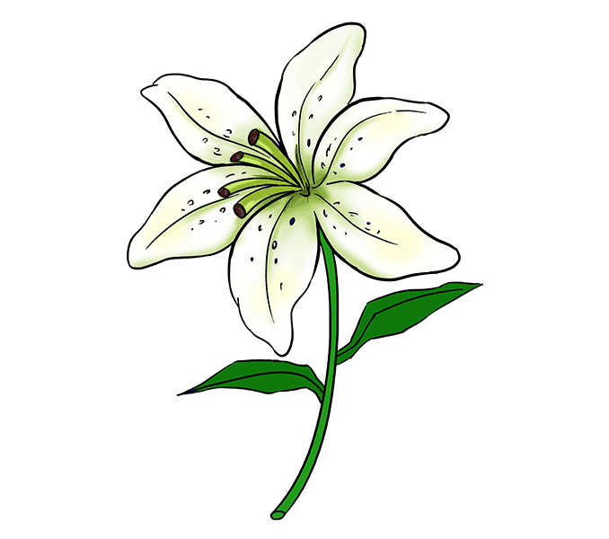 Edelweiss Flower Drawing | Free download on ClipArtMag