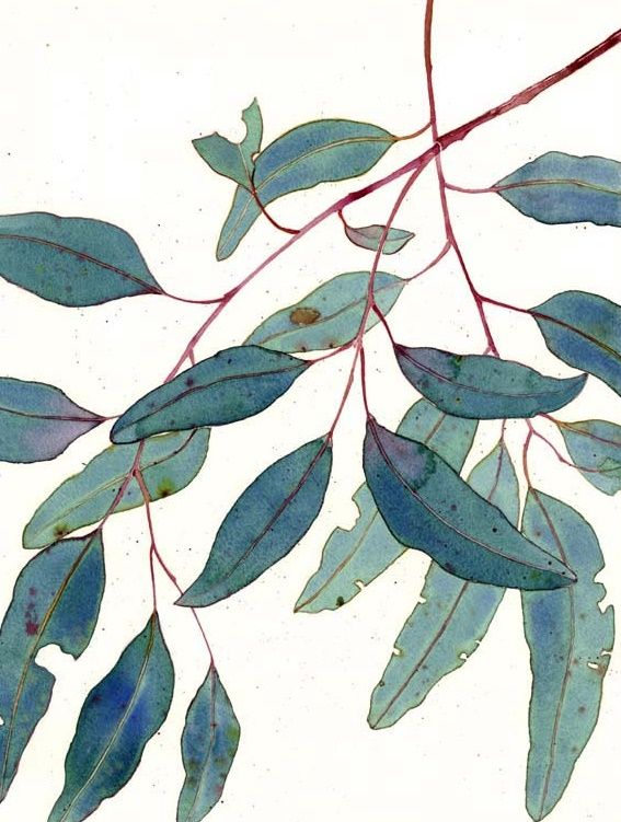 Eucalyptus Leaves Drawing Free download on ClipArtMag