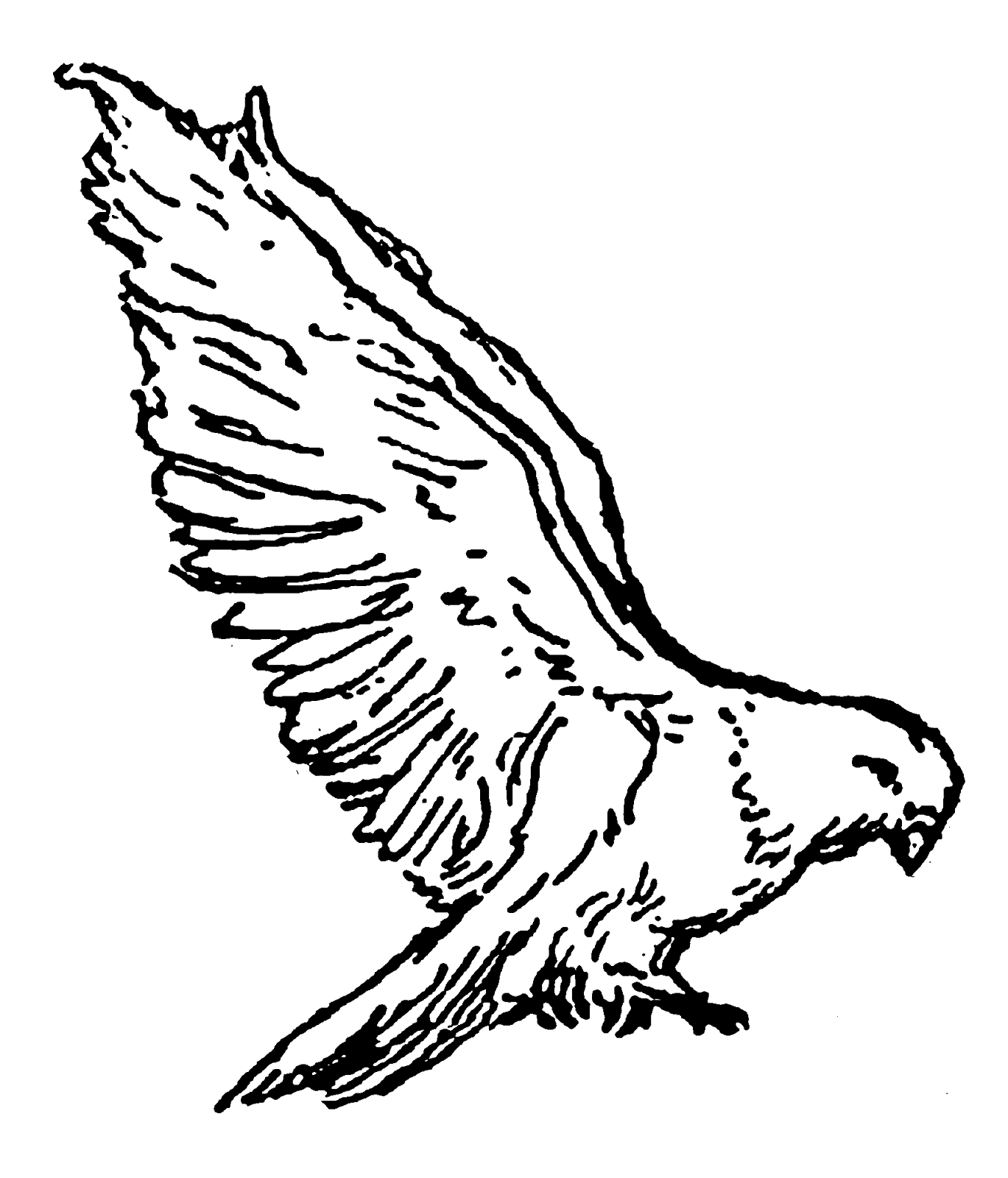 Falcon Line Drawing | Free download on ClipArtMag