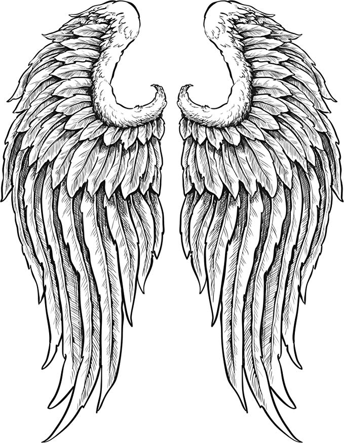 Feather Wings Drawing Free download on ClipArtMag