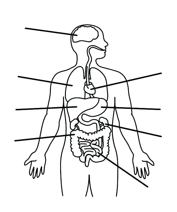 Female Human Body Outline Drawing | Free download on ClipArtMag