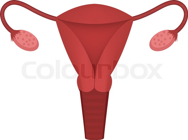 Female Reproductive System Drawing | Free download on ClipArtMag