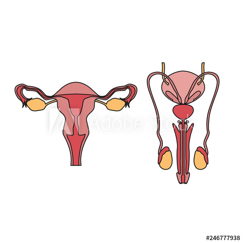Female Reproductive System Drawing Image Female Reproductive System