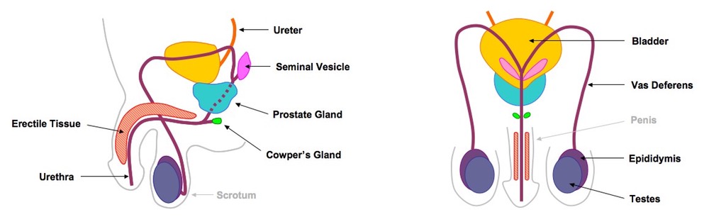 Female Reproductive System Drawing | Free download on ClipArtMag