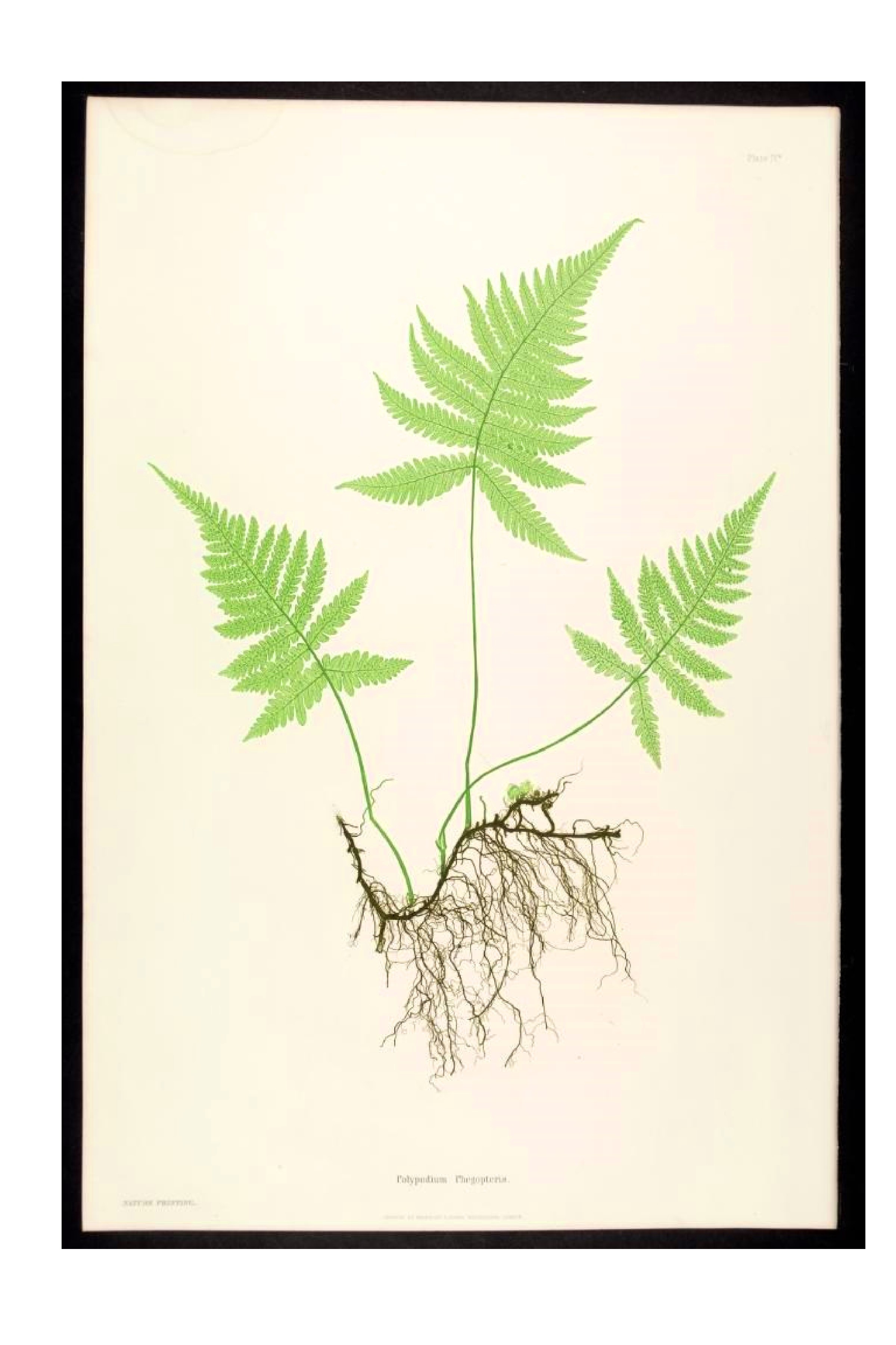 Fern Botanical Drawing | Free download on ClipArtMag