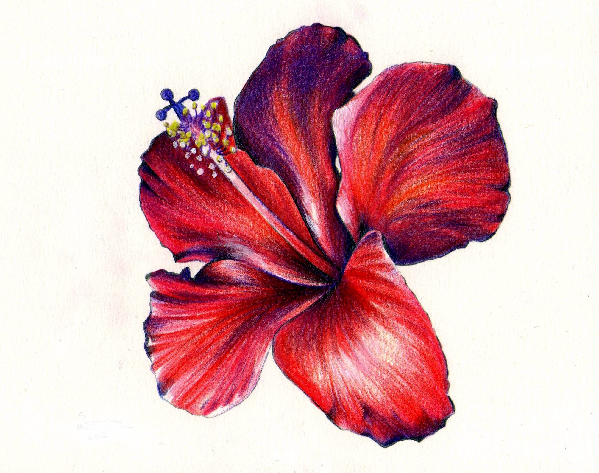 flower-colour-pencil-drawing-free-download-on-clipartmag