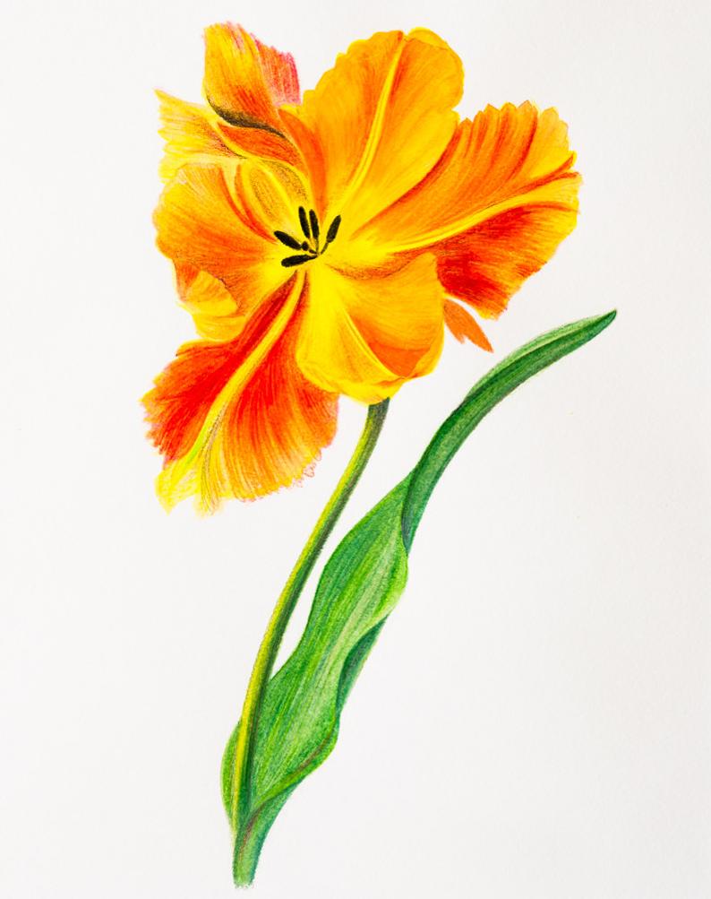 Flower Colour Pencil Drawing | Free download on ClipArtMag