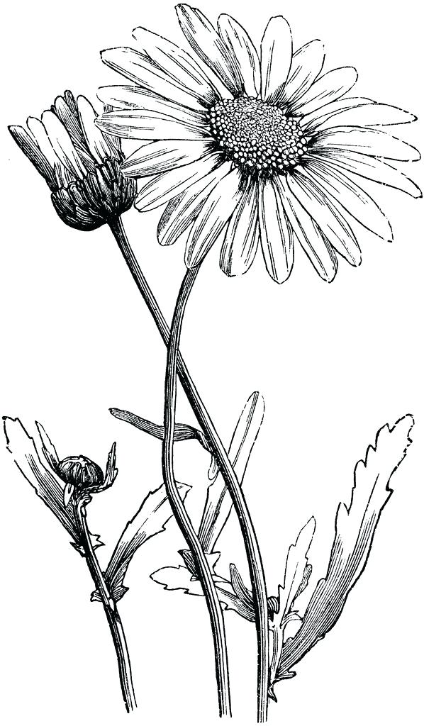 Flower Daisy Drawing Free download on ClipArtMag