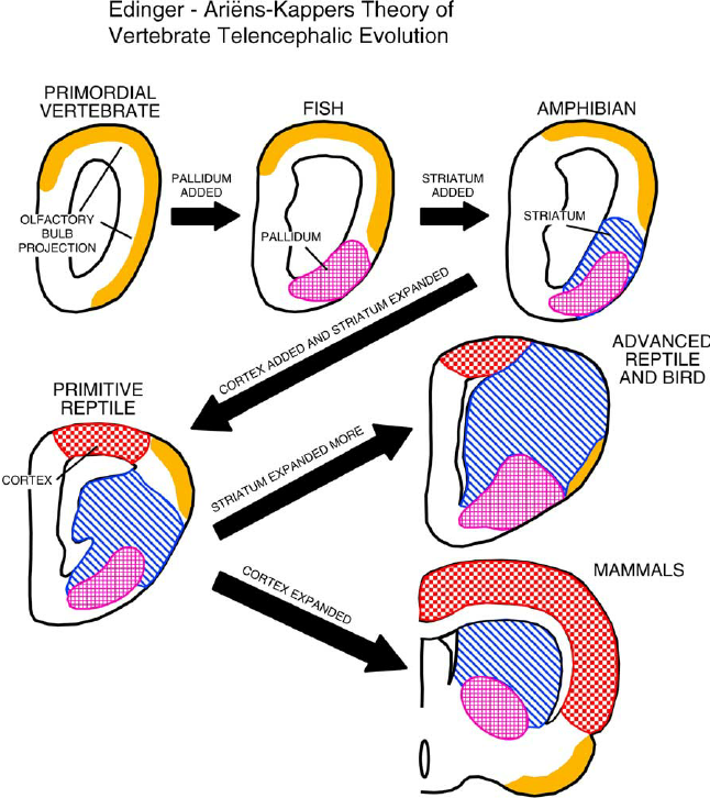 Foot Echo Schematic Drawing In English