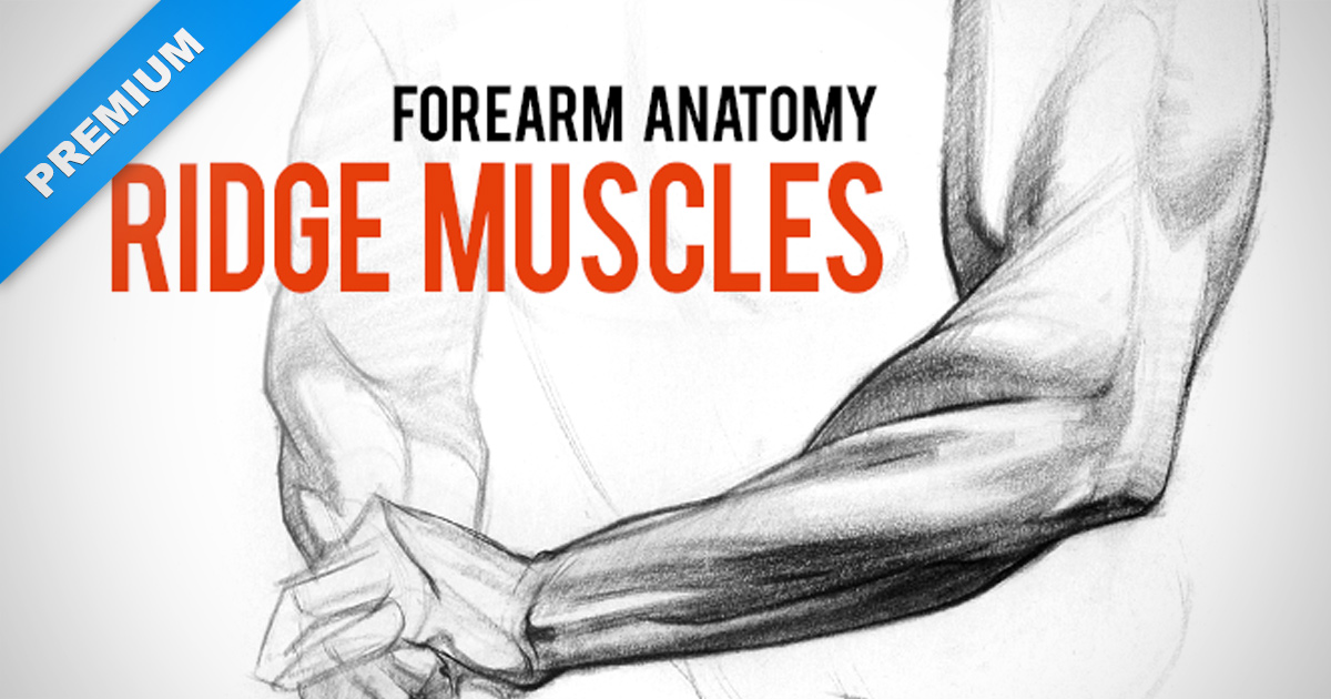 Forearm Drawing | Free download on ClipArtMag