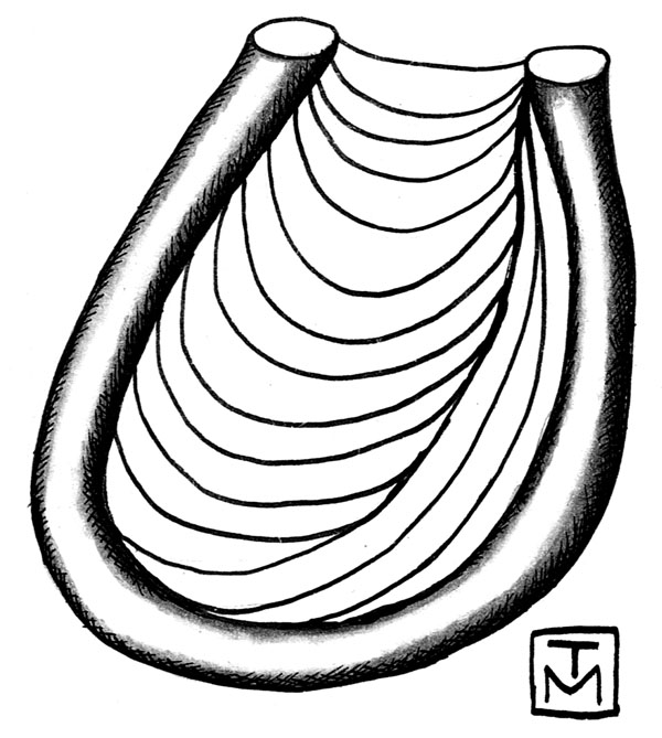 Fossil Drawing | Free download on ClipArtMag