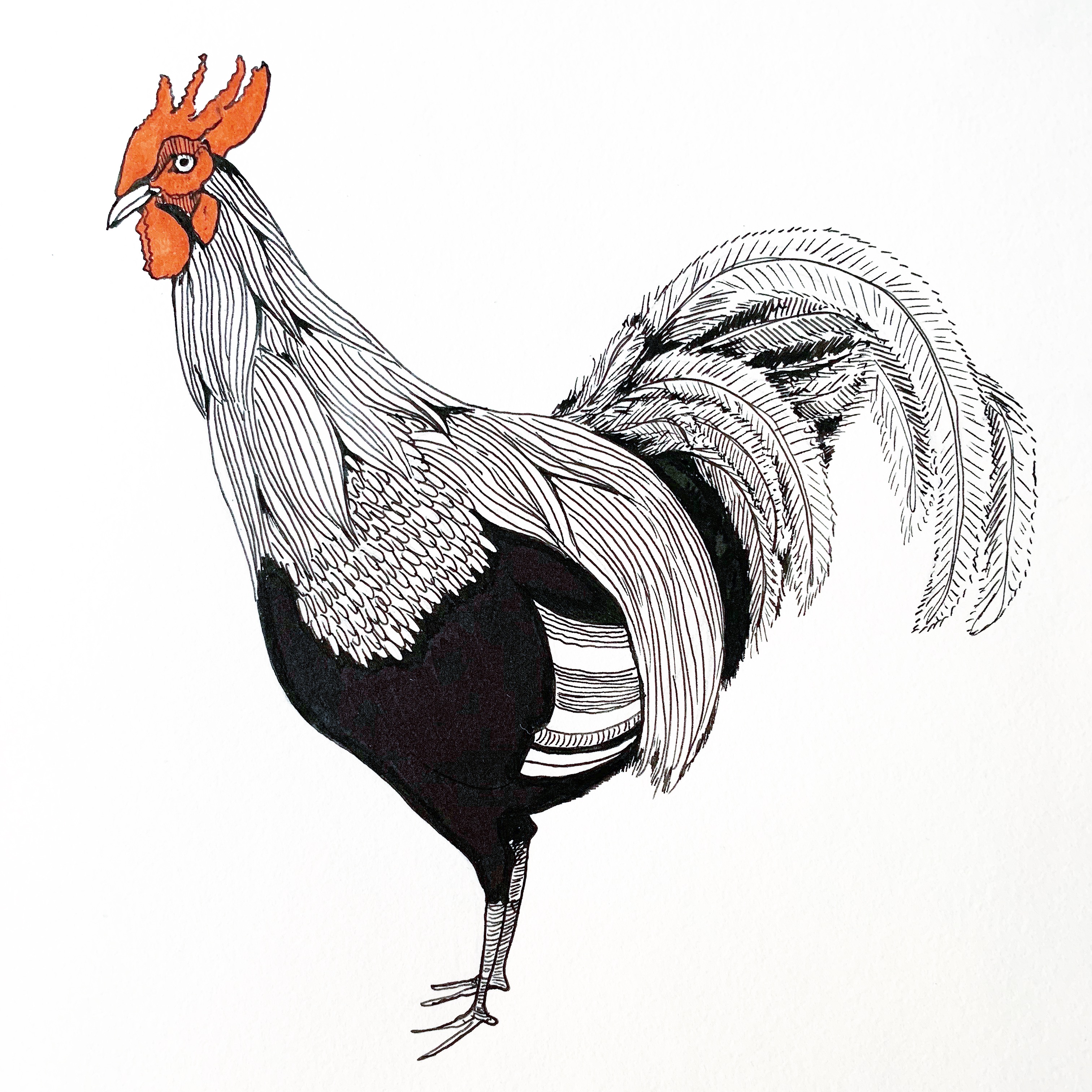 Fowl Drawing Free download on ClipArtMag