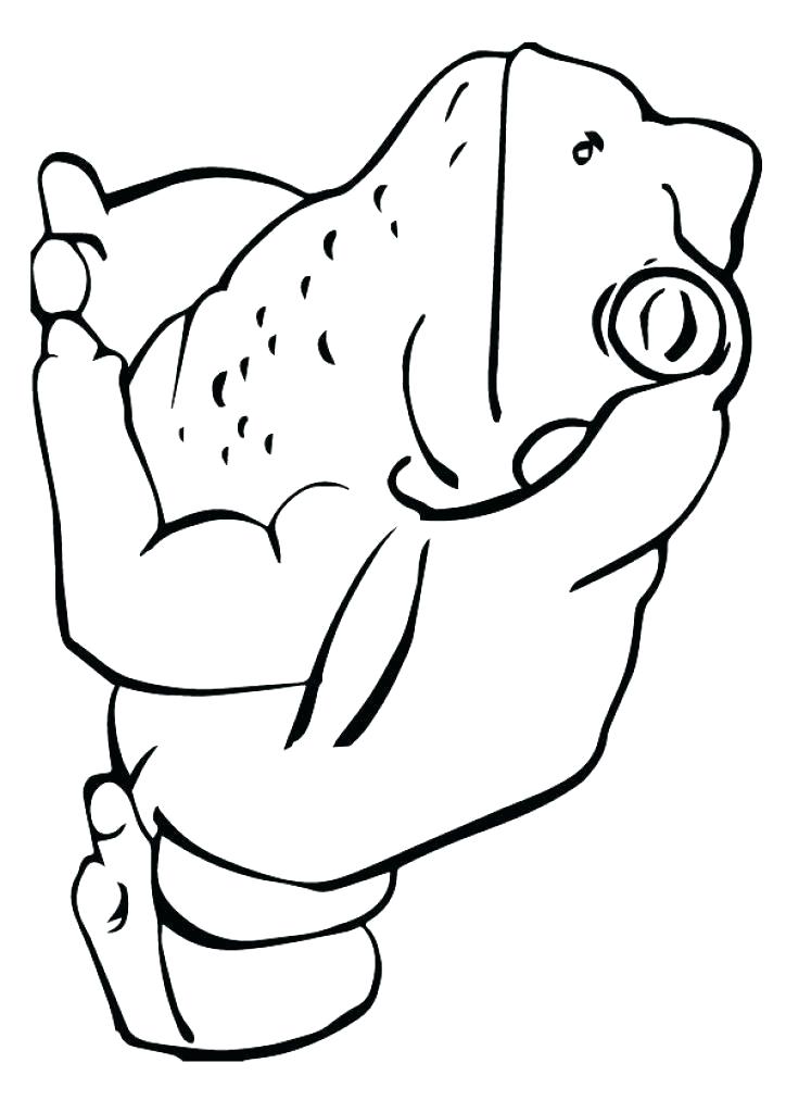 Frog On Lily Pad Drawing | Free download on ClipArtMag