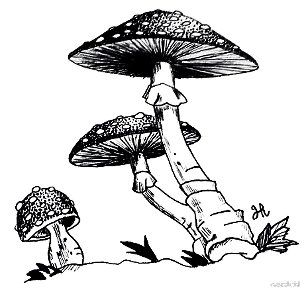 Fungi Drawing | Free download on ClipArtMag