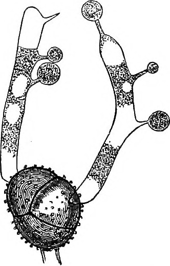 Fungi Drawing | Free download on ClipArtMag