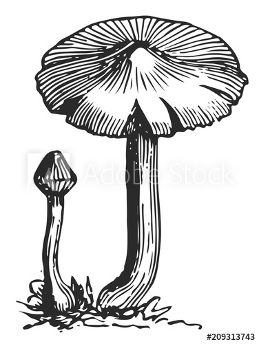 Fungi Drawing | Free download on ClipArtMag