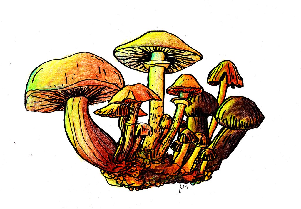 Fungi Drawing | Free download on ClipArtMag