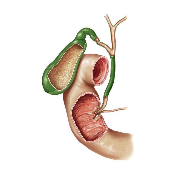 Gallbladder Drawing | Free download on ClipArtMag