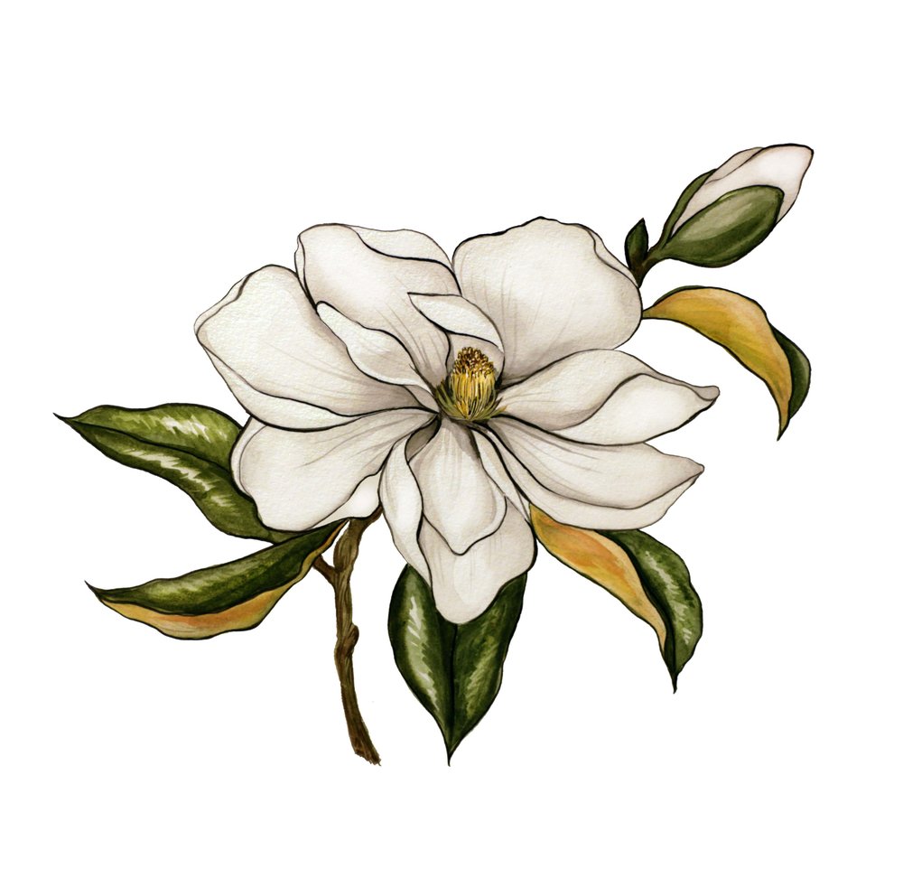 Gardenia Drawing Free download on ClipArtMag