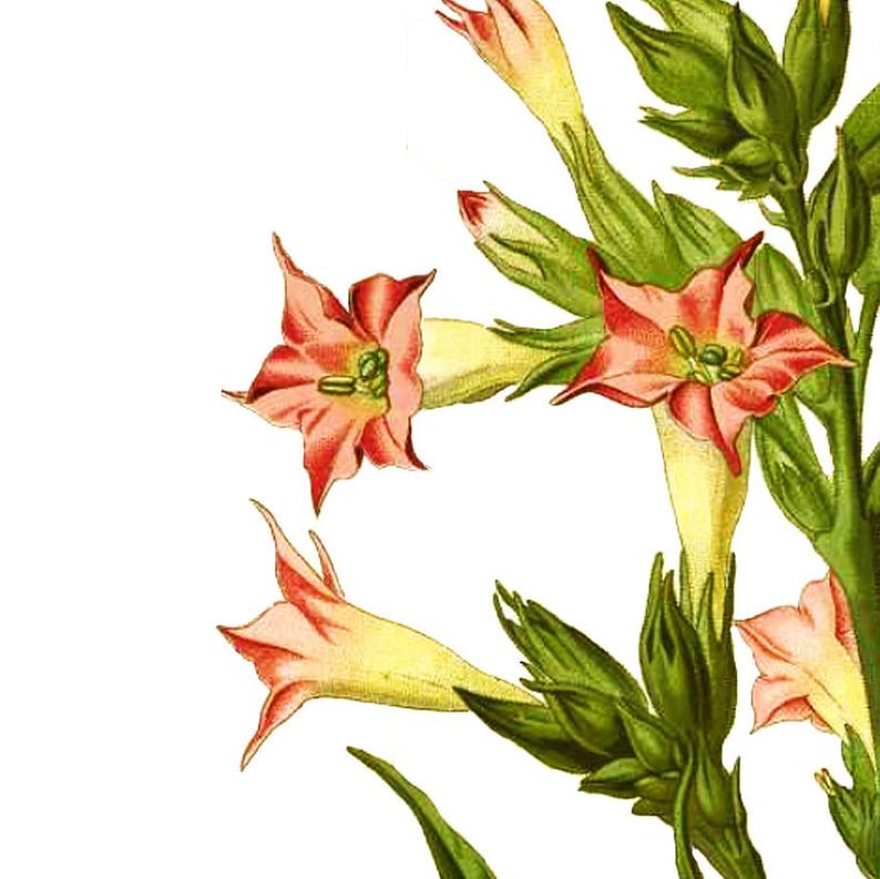 Gladiolus Flower Drawing | Free download on ClipArtMag