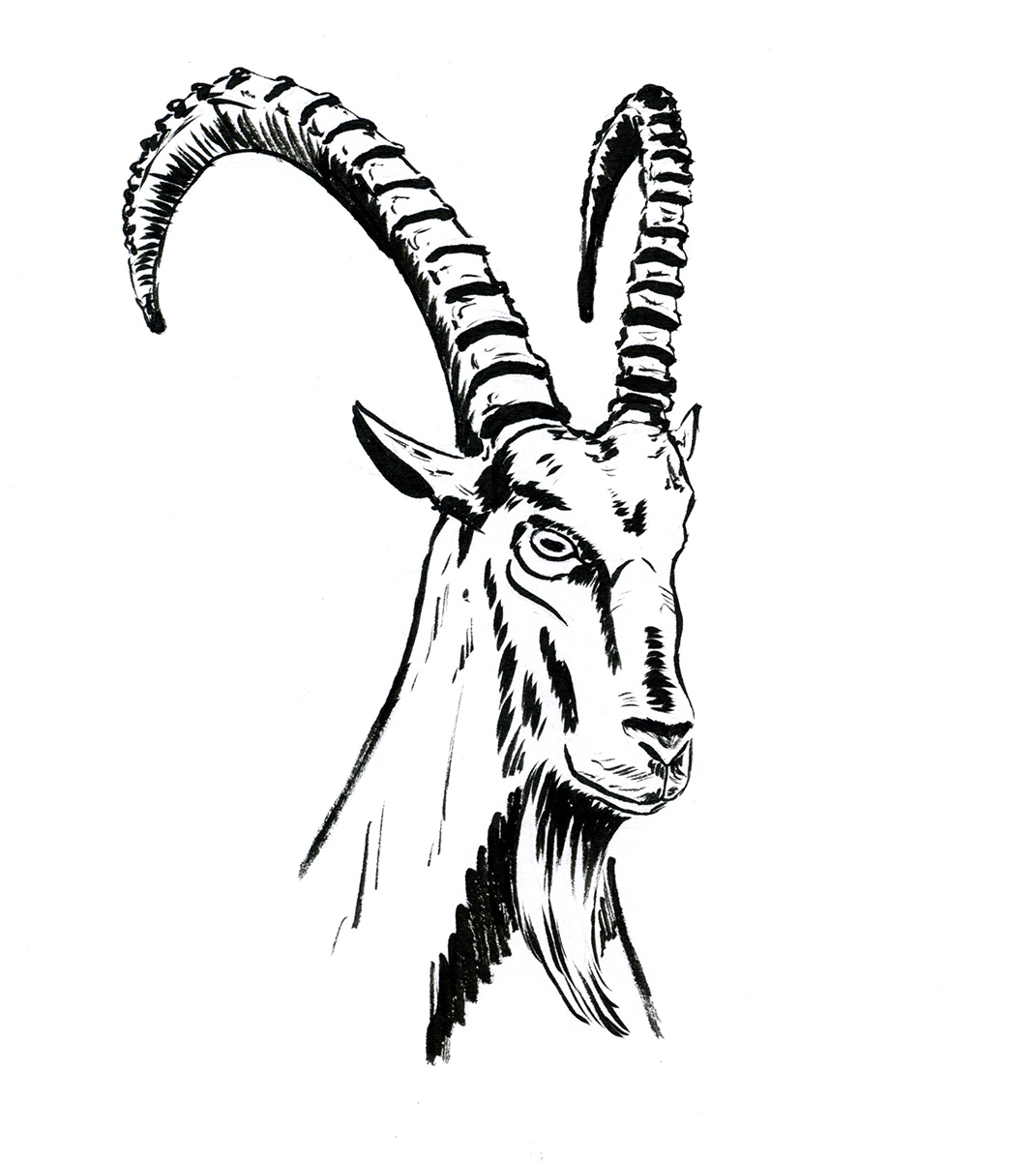Goat Head Drawing | Free download on ClipArtMag