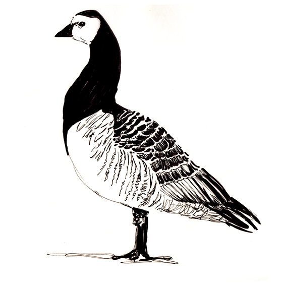 Goose Drawing Free download on ClipArtMag