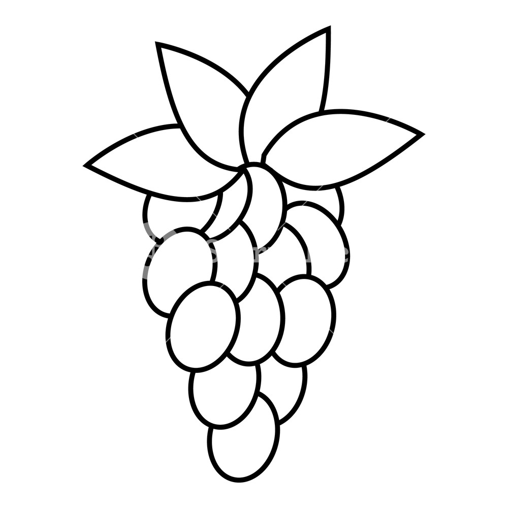 Grapes Line Drawing | Free download on ClipArtMag