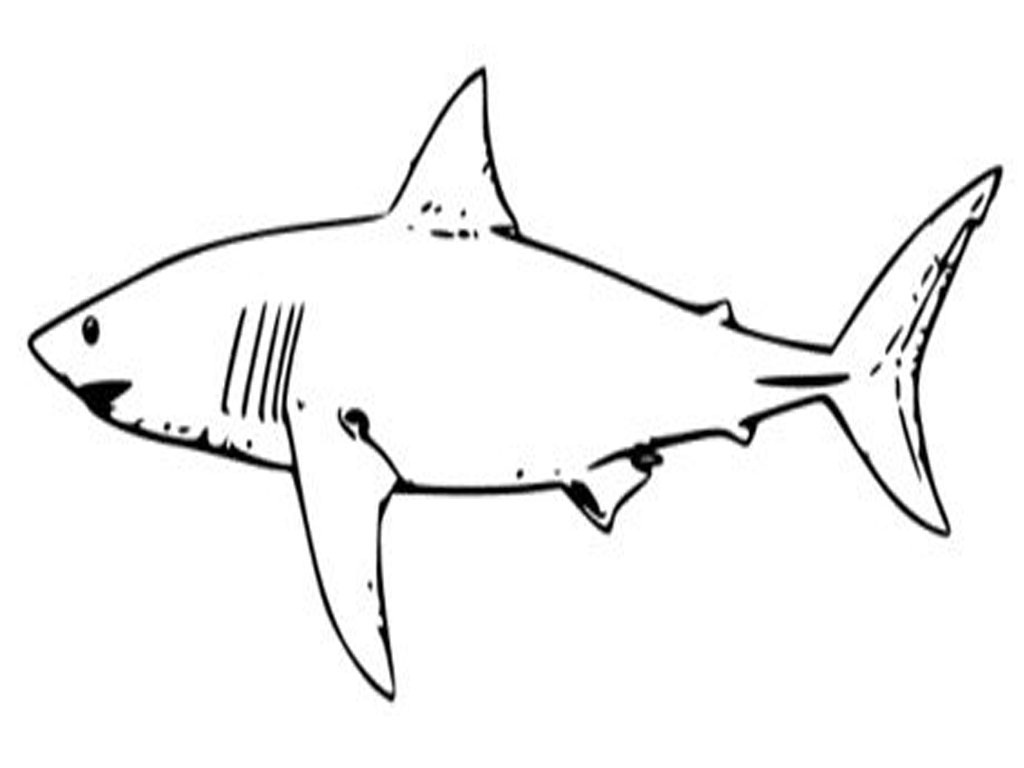 Great White Shark Drawing Free Download On ClipArtMag