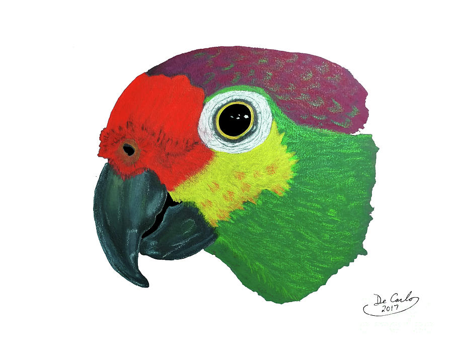 Green Parrot Drawing | Free download on ClipArtMag